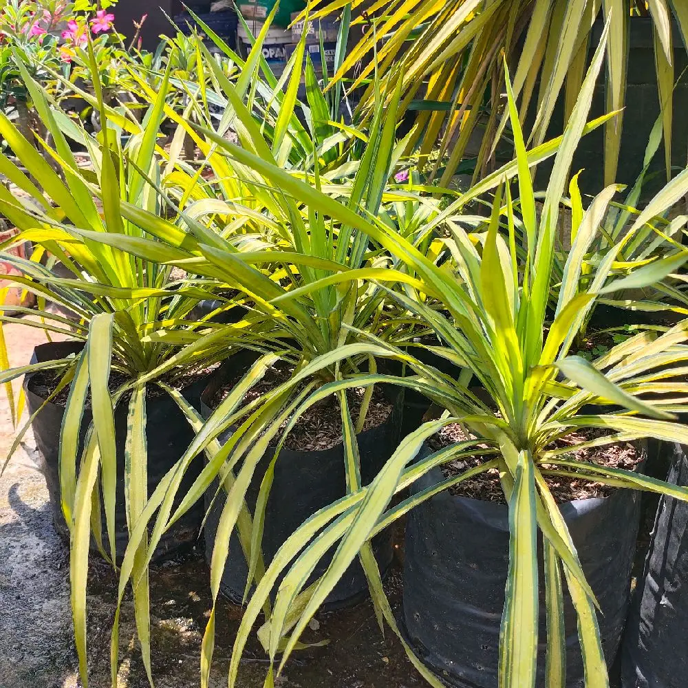 Tanaman hias yucca variegata | Tinggi 35 cm