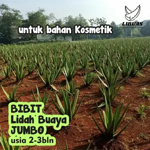 Bibit Lidah Buaya Jumbo Umur 2 - 3 Bulan | Cocok Di Tanam Untuk Halaman Rumah Atau Untuk Di Kebun