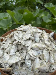 IKAN ASIN PIRIK ATAU DODOK KECIL KIRIM CAMPUR KUALITAS SUPER PREMIUM - KIRIM KERING - HARGA PALING MURAH