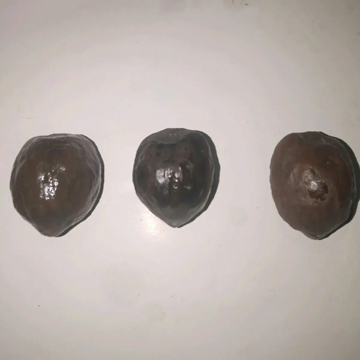 Kemiri/Muncang adu Jawaan, paket murah 50 rb 3 biji