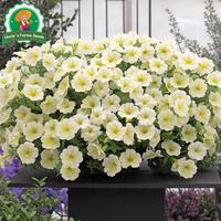 Gambar 800 Biji Bunga Petunia Berwarna-warni Untuk Menanam Benih Morning Glory, Benih Tanaman Hias Gantung Berkebun, Bibit Bonsai, Menanam Bunga, Dekorasi Taman Luar Ruangan Colorful Petunia Flower Seeds - 2 Paket  dari Benih Pilihan Alam Kota Administrasi Jakarta Pusat 5 Tokopedia