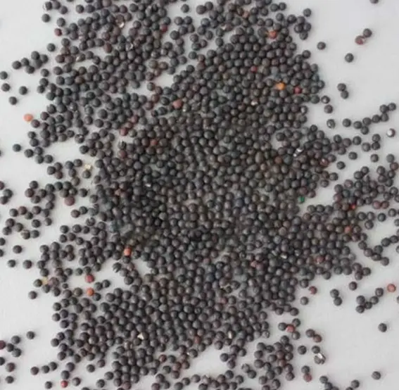 Full of star seeds perennial four seasons of easy to live flowering seeds view flower plant seeds