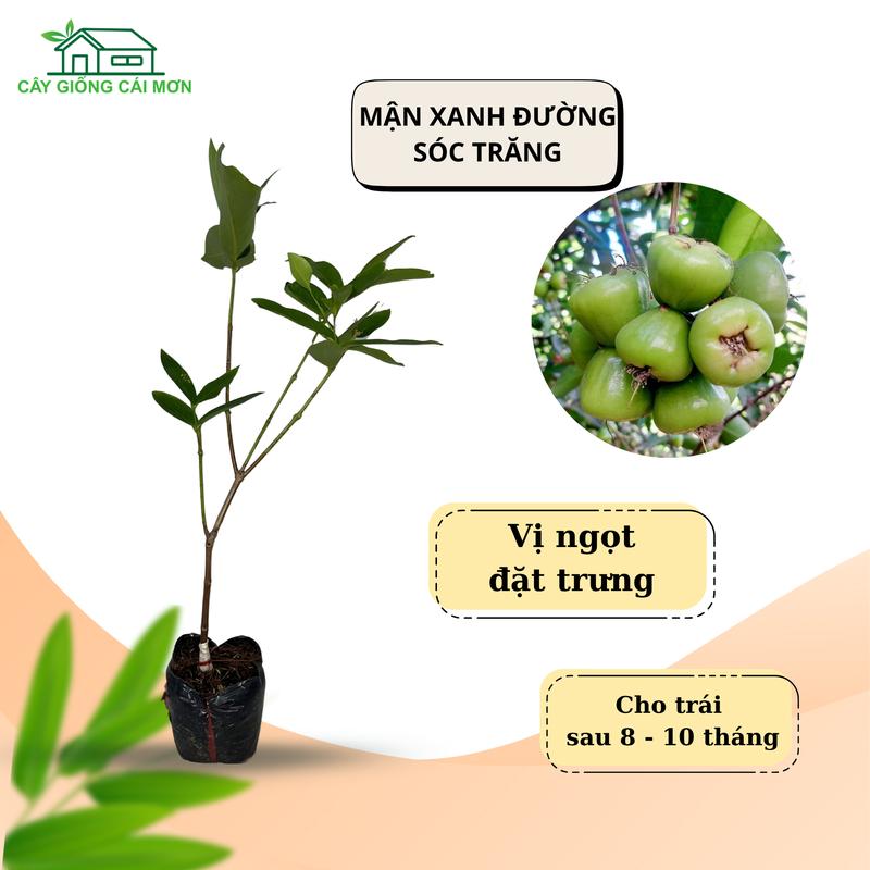  Cây giống mận xanh Đường Sóc Trăng cây dễ trồng. 