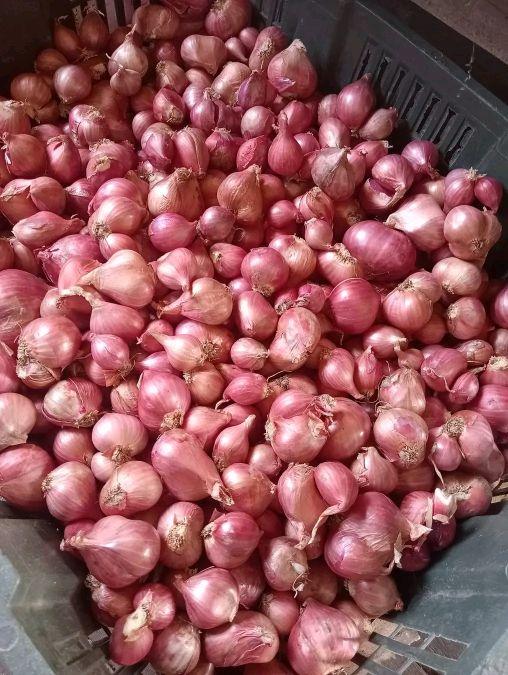 Product Introduction of Bawang Merah Kering 1Kg  Spices-Bumbu Dapur Kering-Rempah Bumbu Masak Food Masakan Lezat 9