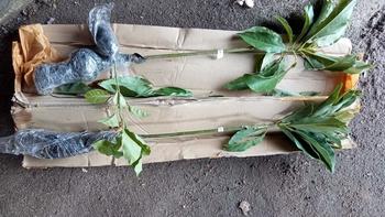 Product Review of (L) paket buah artificiall isi 2 cocok untuk hiasan from A**k B**a 0