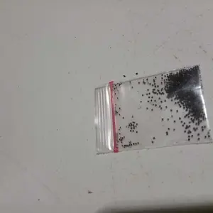 300 BUTIR BENIH BUNGA MOSSROSE PORTULACA DOUBLE MIX Biji