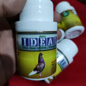 IDEAL BARON JAMU MERPATI INDUK MASA ISTIRAHAT / MENGERAM