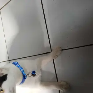 Kalung Hewan Lonceng Pita Leher Kucing Anjing Cat Collar Dengan Buckle