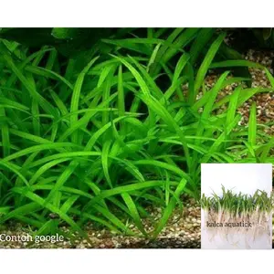 Sagitaria sabulata paket 30 batang tanaman aquascape hiasan aquarium