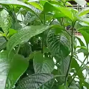 Daun keji beling segar 1 kg perkemasan untuk obat herbal alami