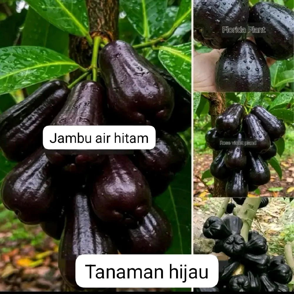 Bibit Tanaman Jambu air Black Guava, Rasa Manis warna unik Tahan cuaca cepat panen Rasa premium  , (berkualitas cpt berbuah ) di kirim random yang ready stok (bisa berbuah di pot)