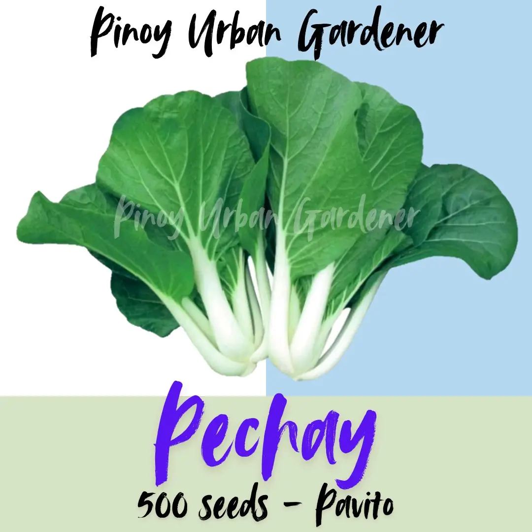 Pechay Seeds (PAVITO) 500 seeds / 5000 Seeds