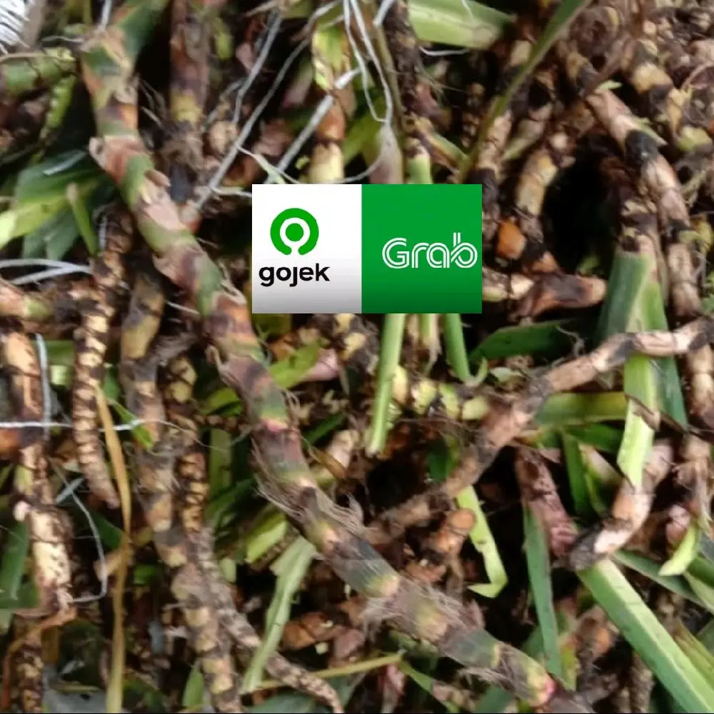 delingo dlingo jeringo jeringau fresh dan segar untuk bahan gelang sawan dan sambetan