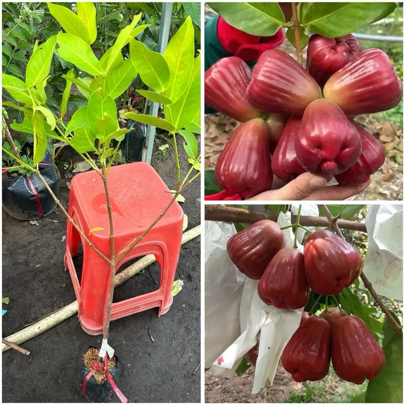 Mận Hồng MST cây nuôi bịch ( CÂY TƯƠI TỐT CHƯA CỘM BẦU RỄ ) CÂY BAO SỐNG CHO KHÁCH - Cây tháp cành hoặc chiết cành