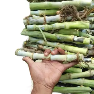 Bibit odot super 1kg isi 15-25  stek untuk pakan ternak kandungan nutrisi yang lengkap