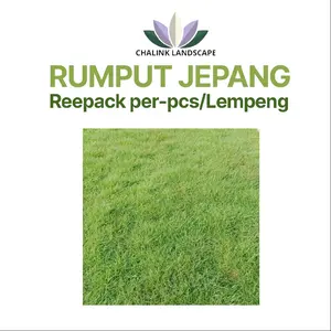Rumput Asli Rumput Jepang Premium Reepack Per Pcs atau per Lempeng ( 30cm × 30cm ) / Rumput Jepang