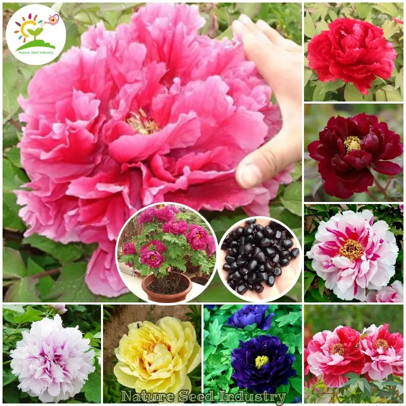 20 Pcs Seeds/pack Color Mixing Peony Flower Seeds Flowering Plants Seeds Bonsai Seeds Indoor Plants Real Plants Garden Flower Plant Seed Live Plants for Sale Gardening Flower Decoration (High Quality Seeds for Planting, High Germination Rate,Easy To Grow)