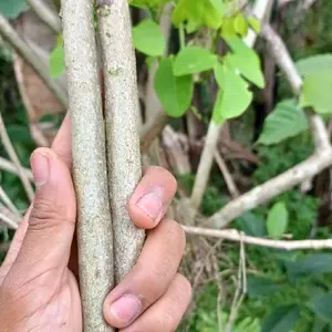 BIBIT Stek Kayu Gamal untuk Rambatan Cabe Jawa dan Lada Merica - Tanaman Hias