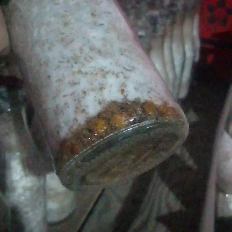 bibit f2 jamur tiram kemasan botol 3