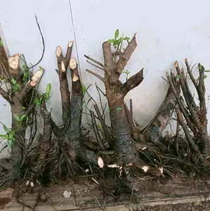 redi bonggolan bbit loa bahan bonsai bisa rikues ukurn