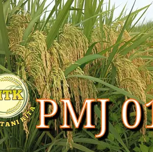 BENIH PADI PMJ 01 terbaru kemasan 5kg