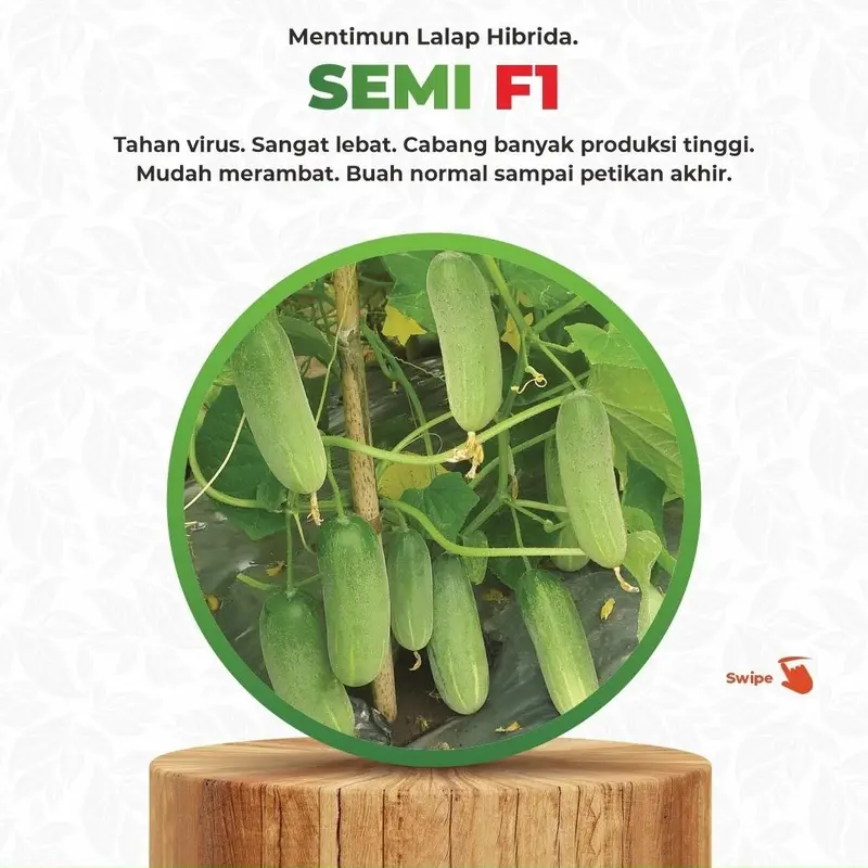 Bibit Mentimun F 1 Benih Timun Semi F1 Bintang Asia 900 Butir 20gr Hijau