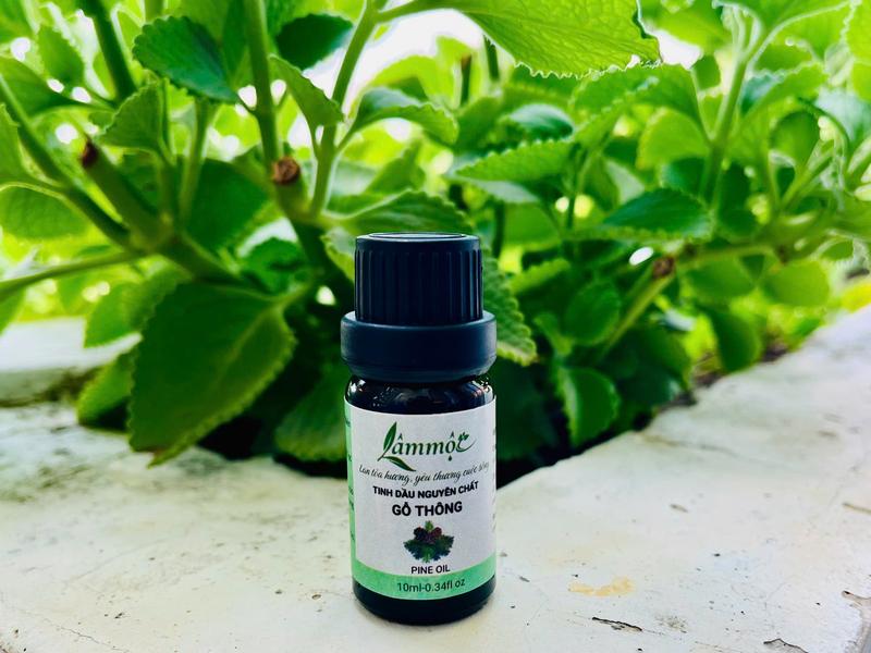 Tinh Dầu Gỗ Thông Thiên Nhiên 10ml – Tinh Dầu Xông Phòng, Giải Tỏa Căng Thẳng, Tinh Khiết – LÂM MỘC 7