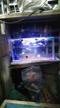 Product Review of SANKOI 1kg / sankoi pakan koi from A**i 0