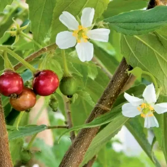 Teh daun kersen kering asli rempah herbal