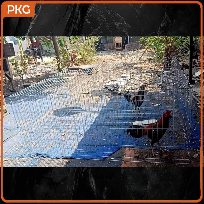 Kandang Umbaran Galvanis Besar 200cm Untuk Ayam Jago Bangkok, Kurungan Umbaran Jumbo 2 Meter Murah 7