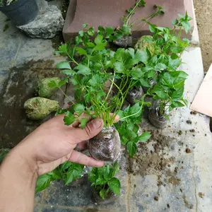 paket 5 pcs bibit seledri siap tanam