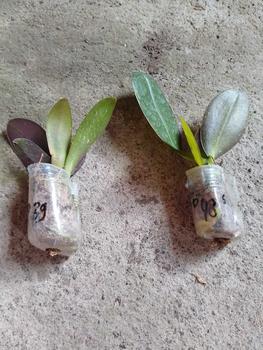 Product Review of pot plastik ANGBUL KUALITAS BAGUS dapat 3 (HKM-B/SD) from m**5 0
