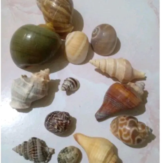 cangkang/kulit keong/kelomang campur 1 paket (isi 12 pcs)