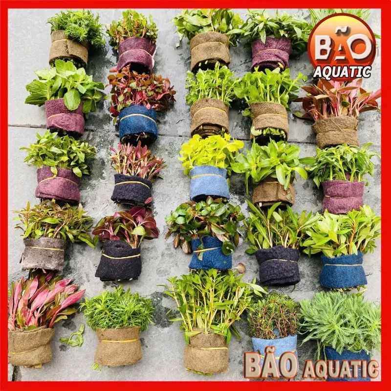 Combo 5-20 bó cây thuỷ sinh cắt cắm lá cạn dễ trồng nhiều ngọn Combo cây thuỷ sinh ( chưa bao gồm giá thể, phân nền )