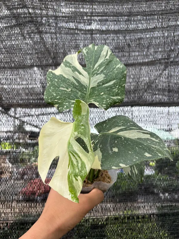 Monstera Thaicons Premium Varr đẹp. Cây cao 20-25cm - Kieng la dot biến, kieng la nhiệt đớt 0