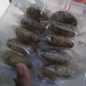 Gas Biskuit Lapis Ubi Jalar Ungu Renyah di Luar Lembut di Dalam Manisnya Pas Tidak Enek Camilan Sarapan atau Ngeteh di Sore Hari Cookies Food Snack Kering Toples Makanan Cemilan Susu Gula Kelapa