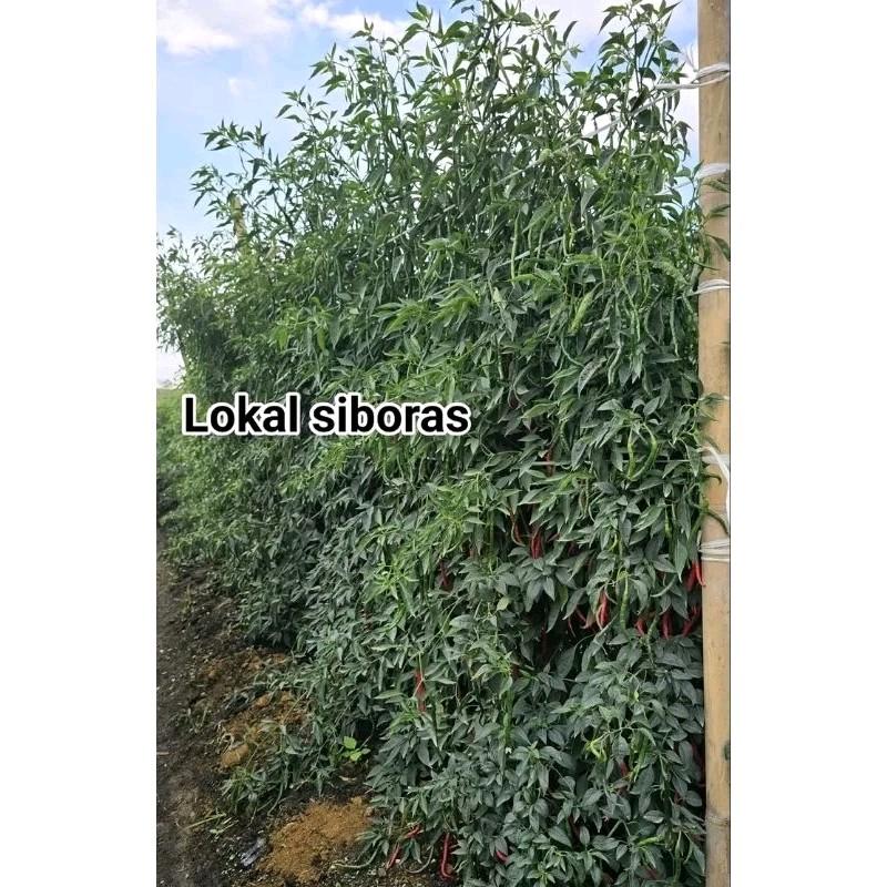 [COD] benih/ bibit cabe siboras Ukuran 20g kemasan aluminium foil polos 0