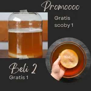 bibit membuat kombucha 1 liter