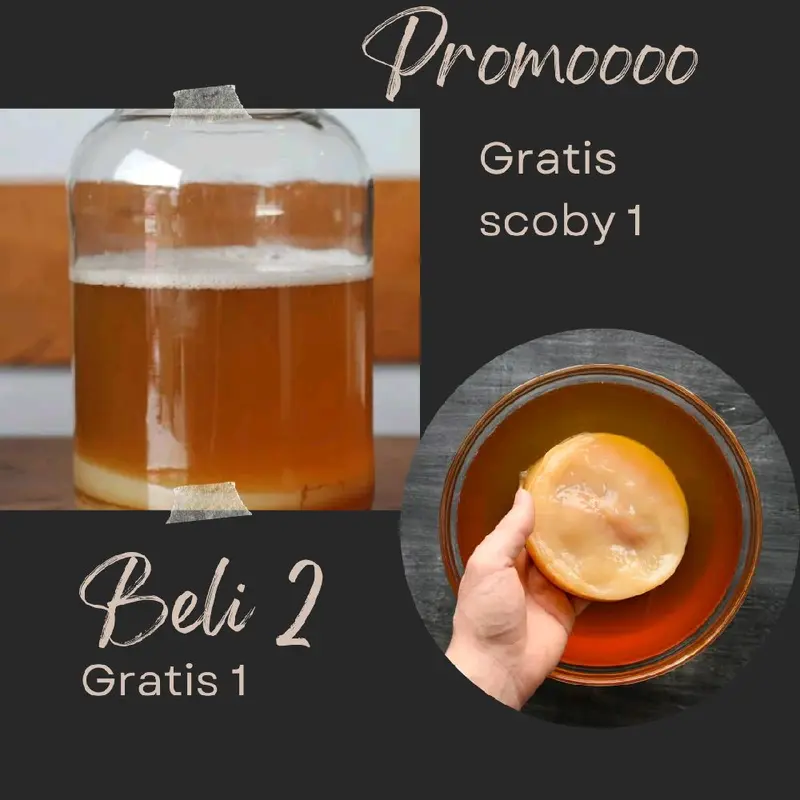 bibit membuat kombucha 1 liter 0
