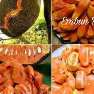 Benih biji tanaman buang nangka merah atau bibit nangka