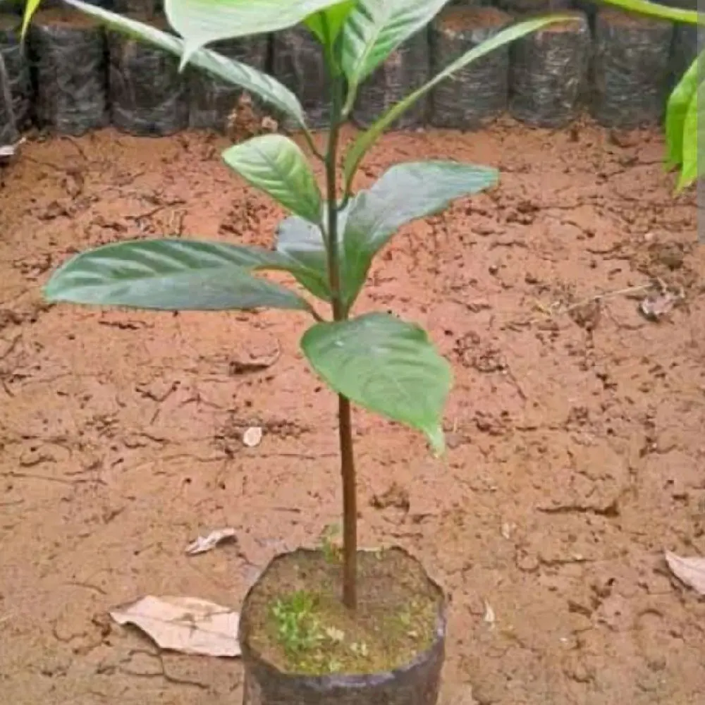 bibit tanaman pala unggul