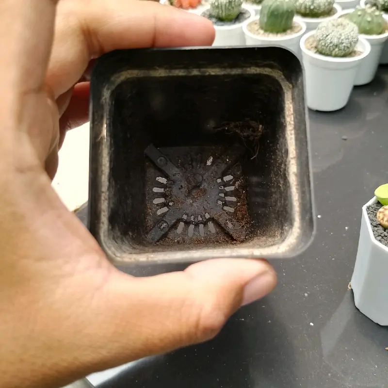 pot hitam kotak ukuran 10 cm cocok untuk tanaman 4