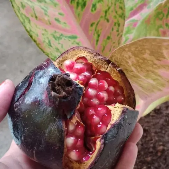 Buah Delima Hitam Asli Muria Zuriat untuk Kesehatan dan Kehamilan - Makanan, Anggur, Mangga, Frozen, Gula Manis 6