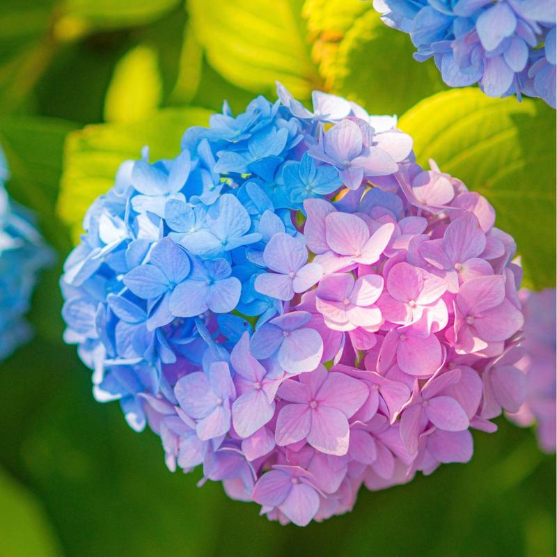 Chậu Hoa Cẩm Tú Cầu Nhiệt Đới Phú Quốc