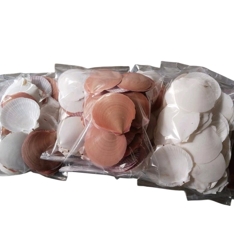 kulit kerang simping untuk kerajinan dan filter kolam 0