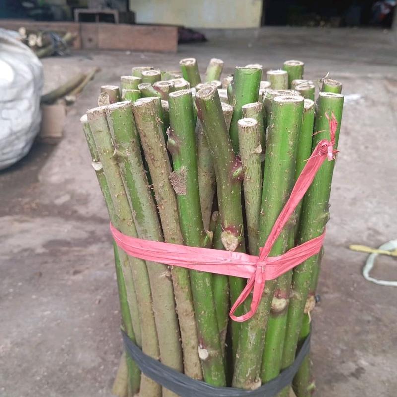 bibit singkong Papua per 10  batang uk  20cm 1