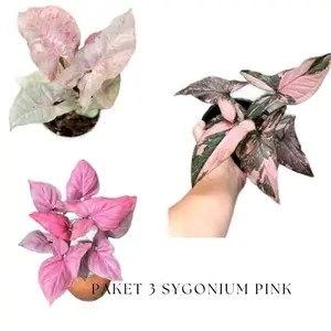 sygonium pink paket 3 tanaman - sygonium pink spot - sygonium pink splash - sygonium pink perperct daun