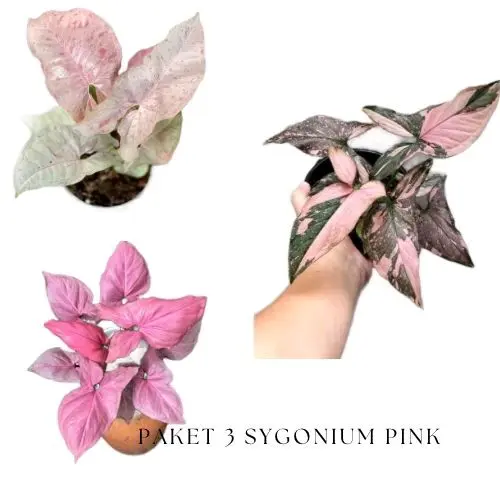 sygonium pink paket 3 tanaman - sygonium pink spot - sygonium pink splash - sygonium pink perperct daun