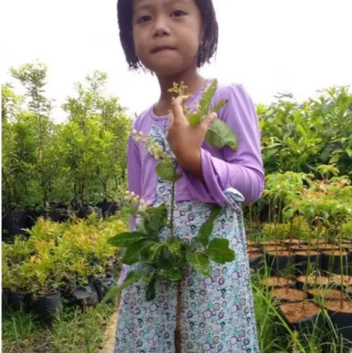 bibit kelengkeng matalada hasil okulasi 1