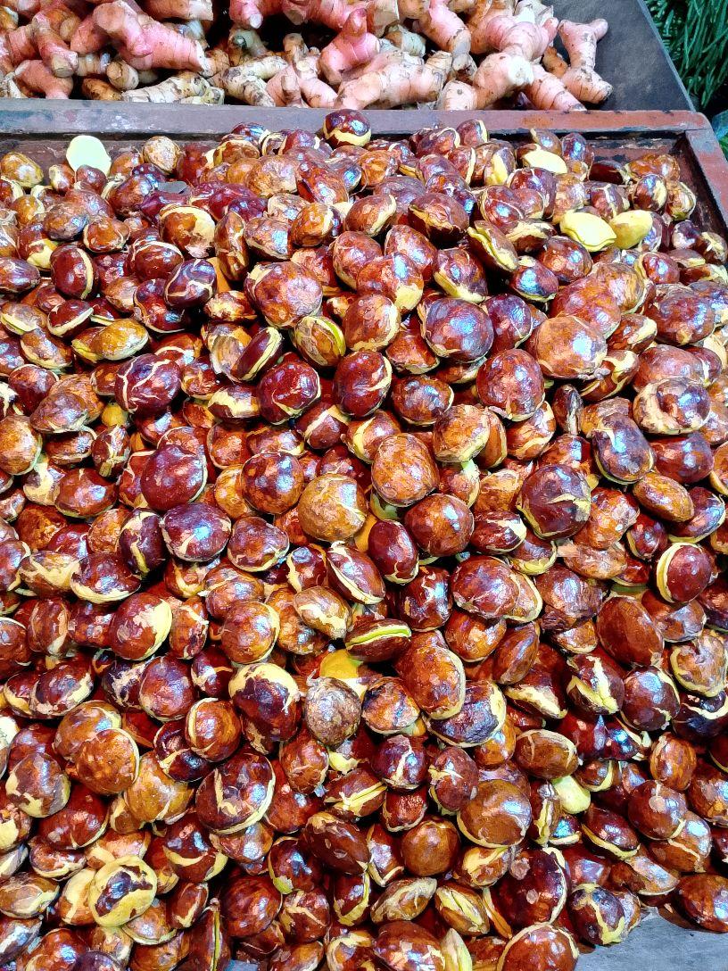 500gram-1 kg jengkol tua ukuran sedang kecil sudah full sortir